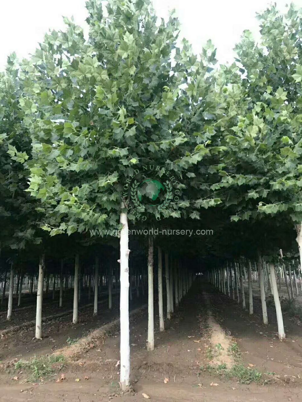 Platanus Acerifolia Platanus Acerifolia