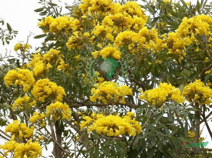 Tabebuia Argentea Tabebuia Argentea