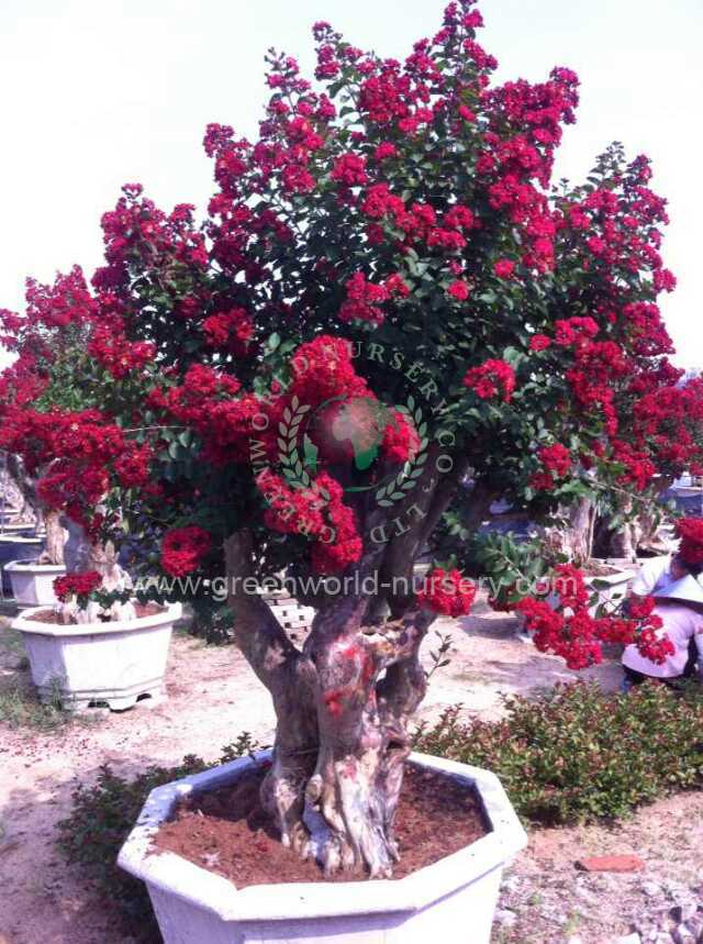 Lagerstroemia Indica Lagerstroemia Indica
