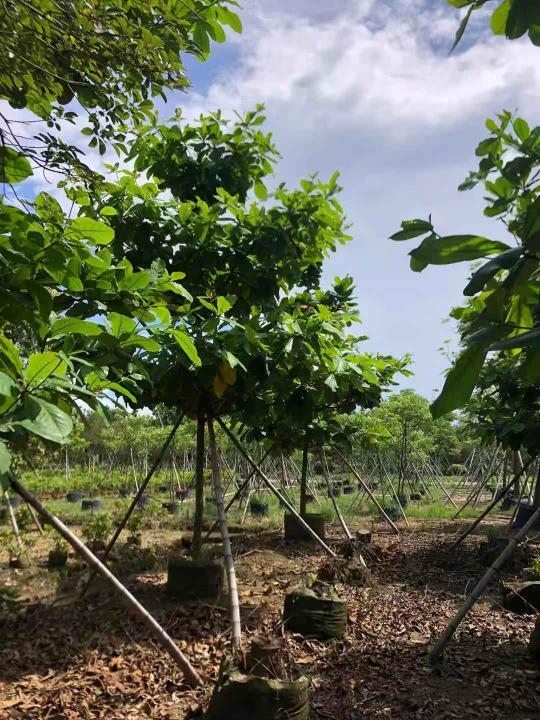 Exploring the Versatile Thespesia populnea: A Gem for Ornamental Gardening