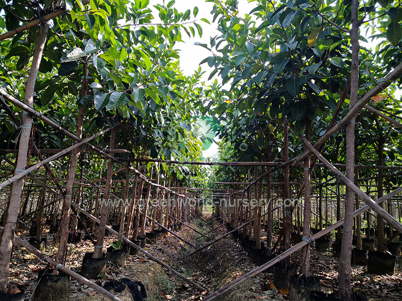 Ficus Species