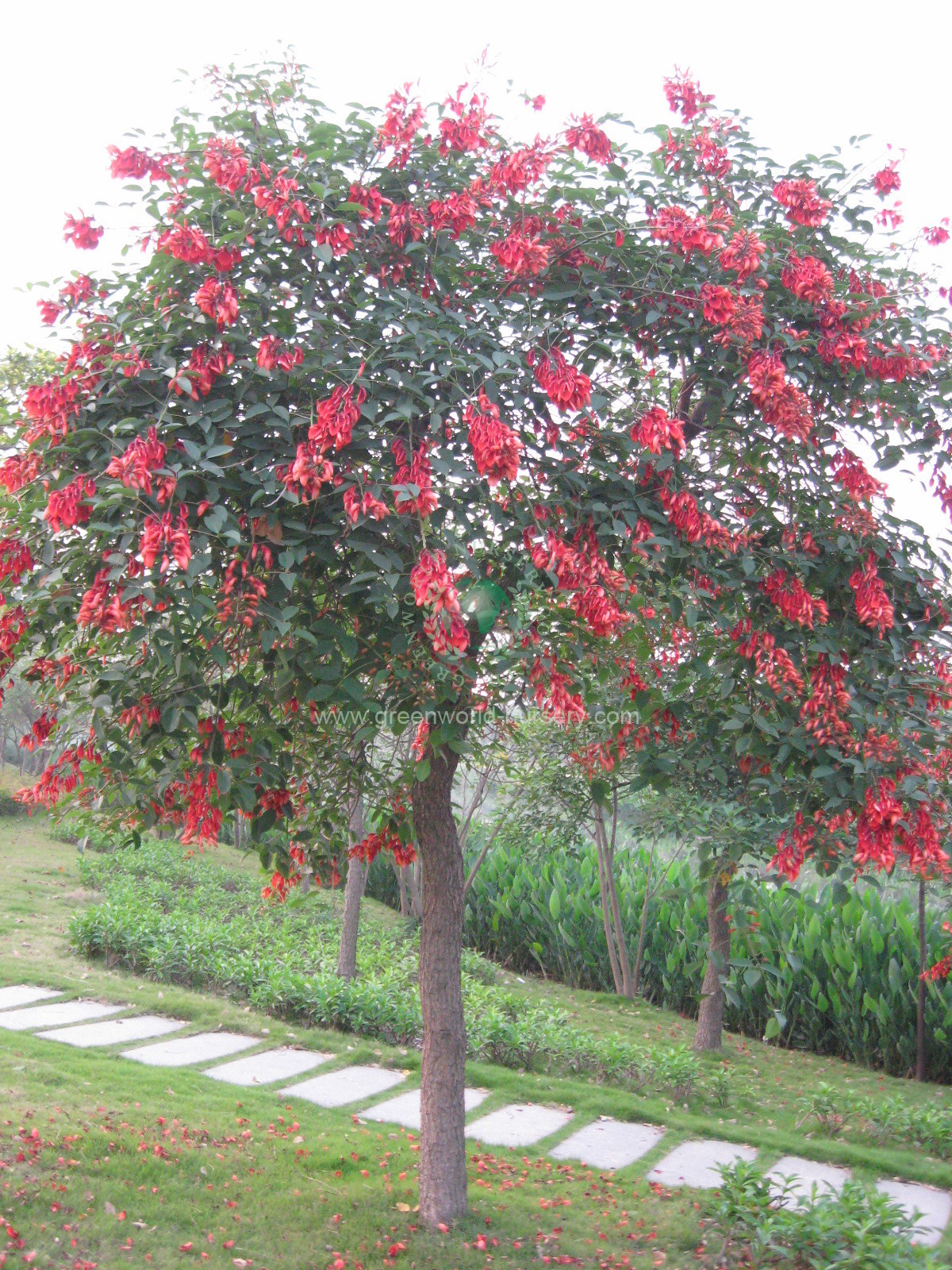 Erythrina Crista-galli