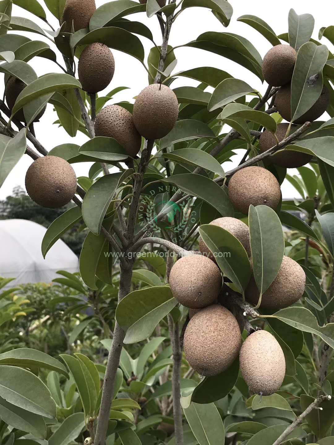 Manilkara Zapota Manilkara Zapota