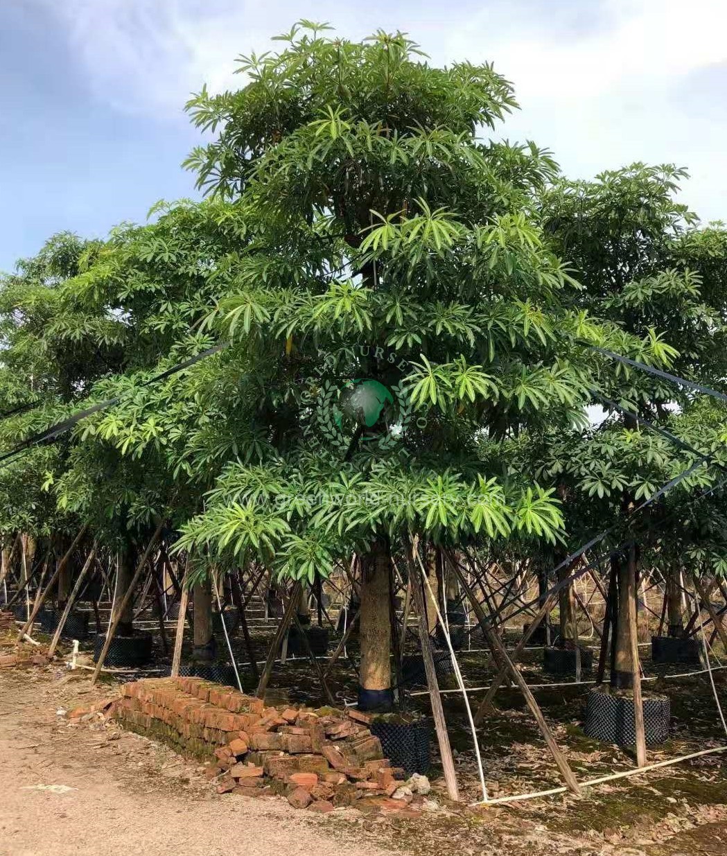 Alstonia Scholaris Alstonia Scholaris