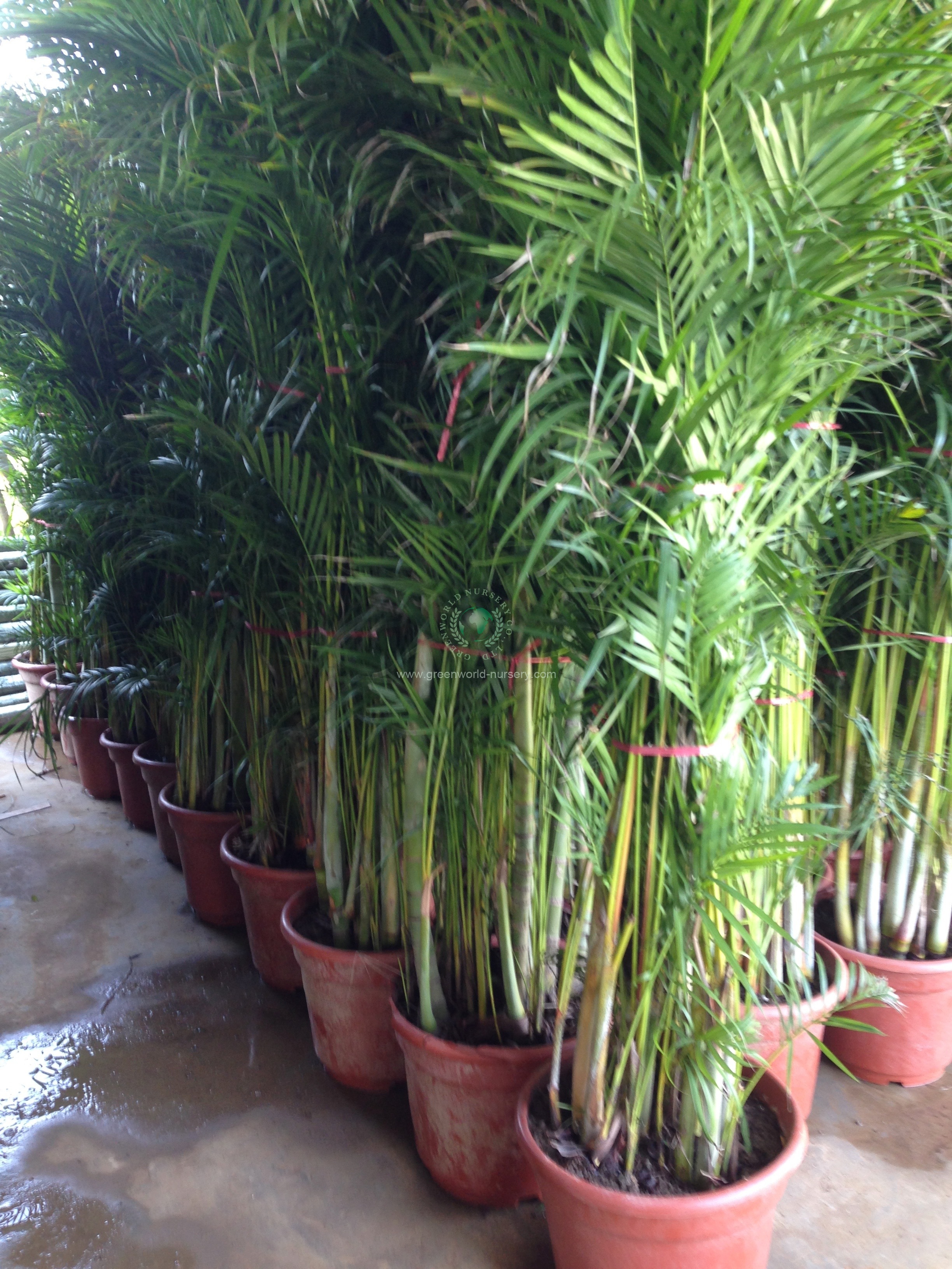Chrysalidocarpus Lutescens Chrysalidocarpus Lutescens