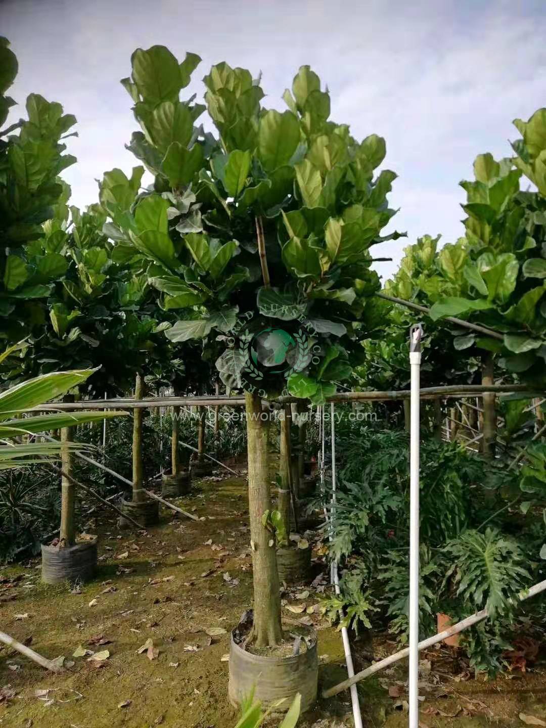 Ficus Lyrata