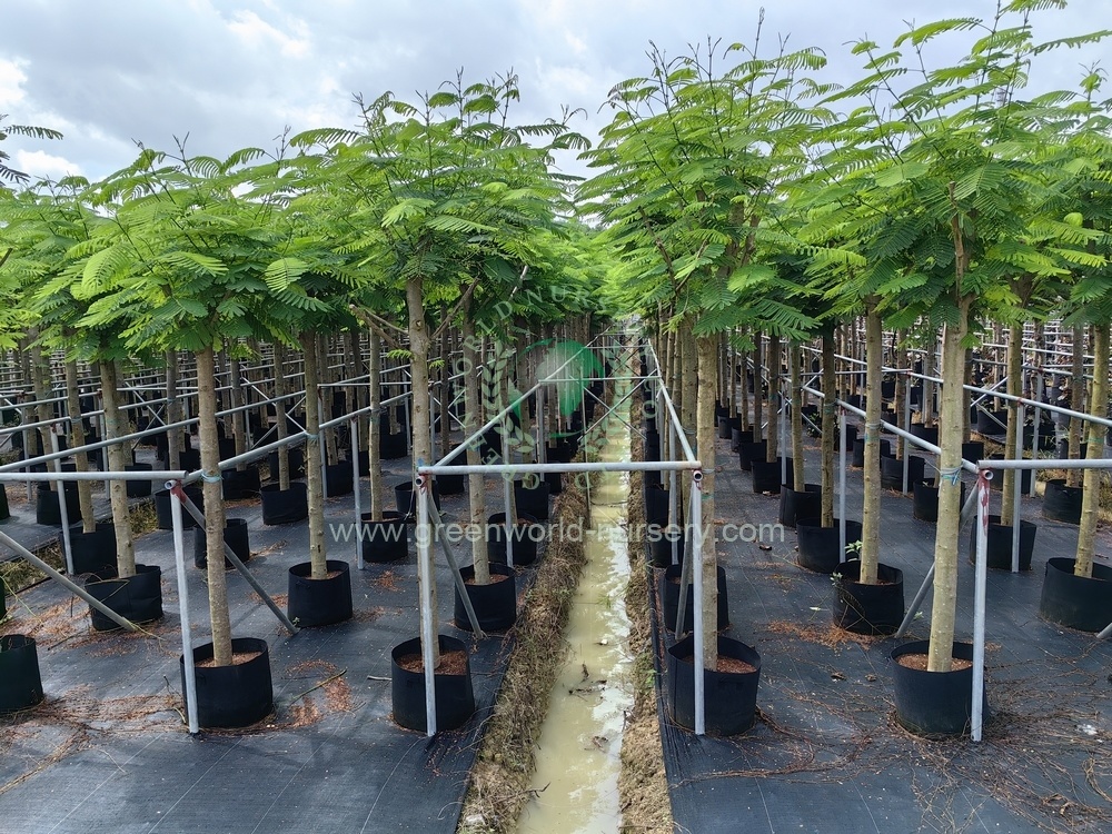 Delonix Regia Delonix Regia