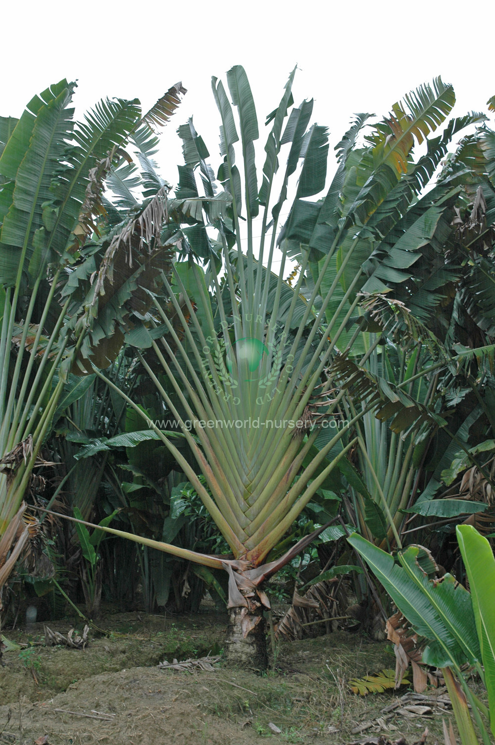 Ravenala Madagascariensis Ravenala Madagascariensis