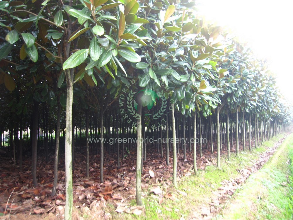 Magnolia Grandiflora