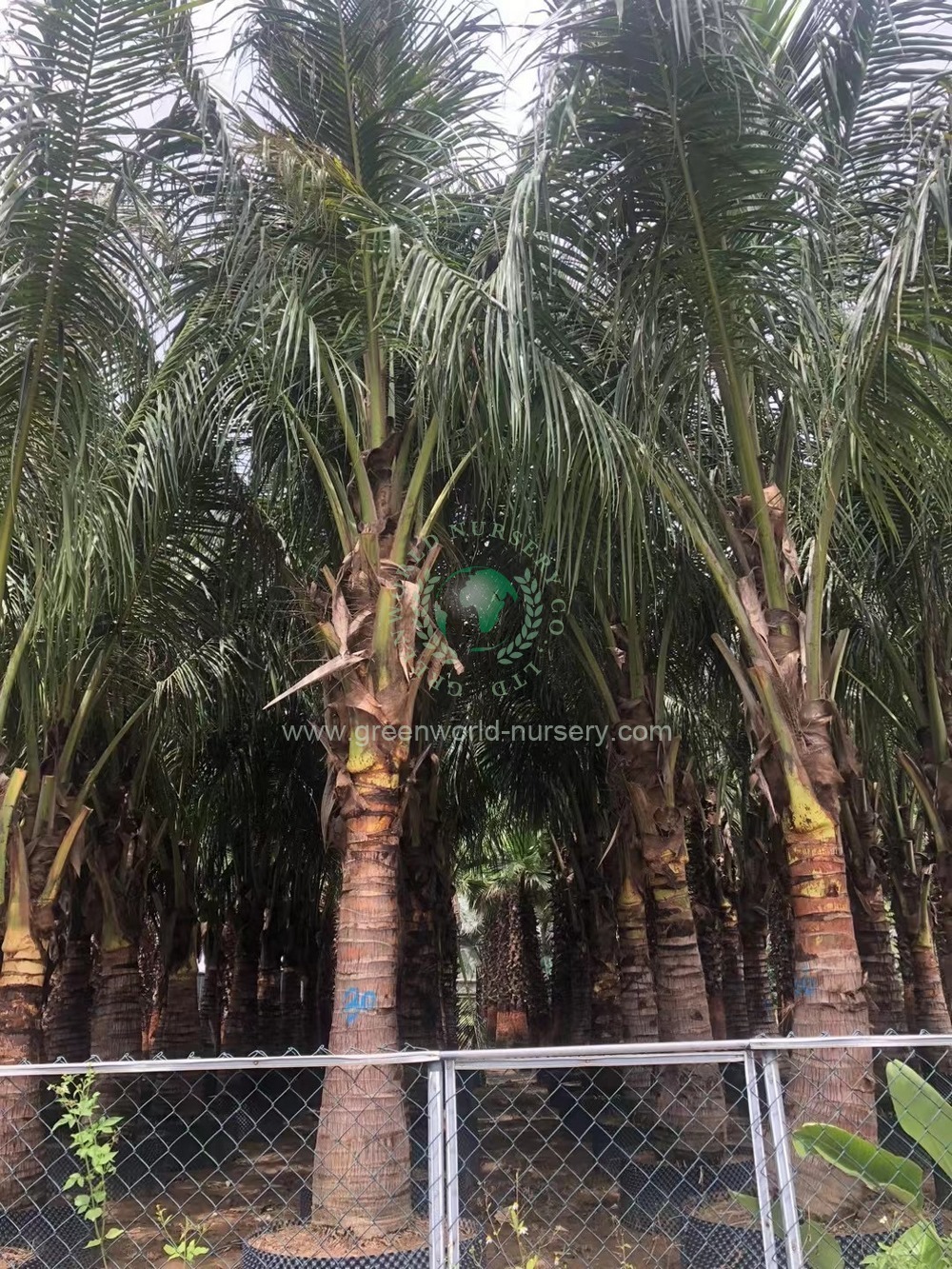 Cocos Nucifera Cocos Nucifera