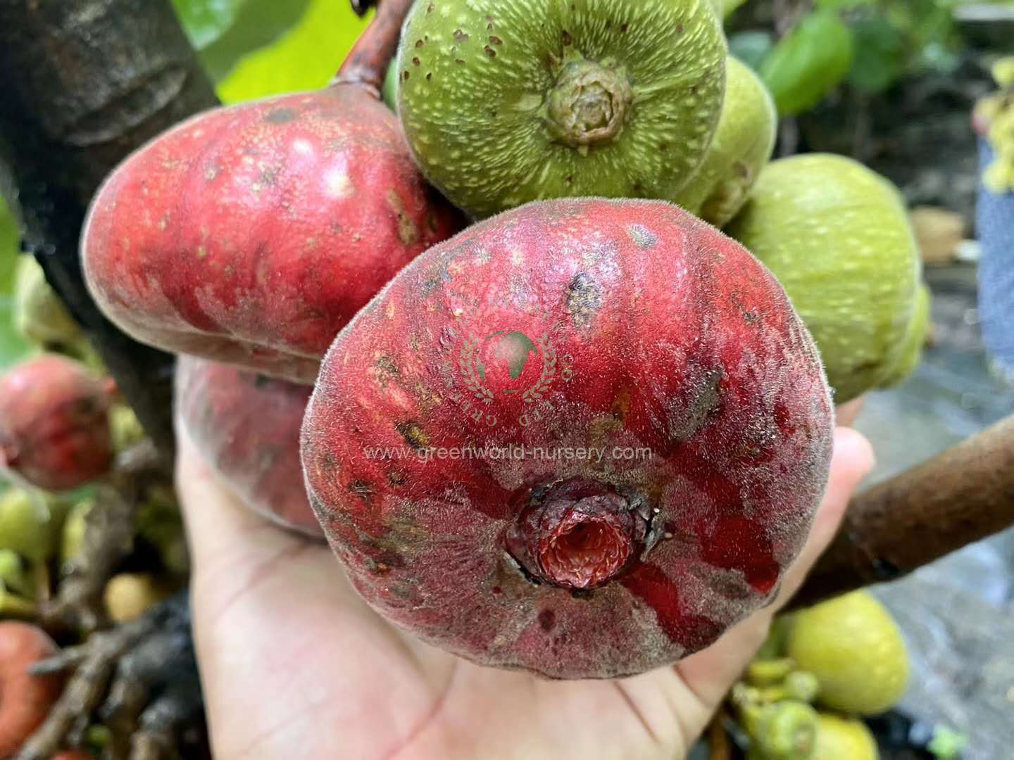 Ficus Auriculata Ficus Auriculata