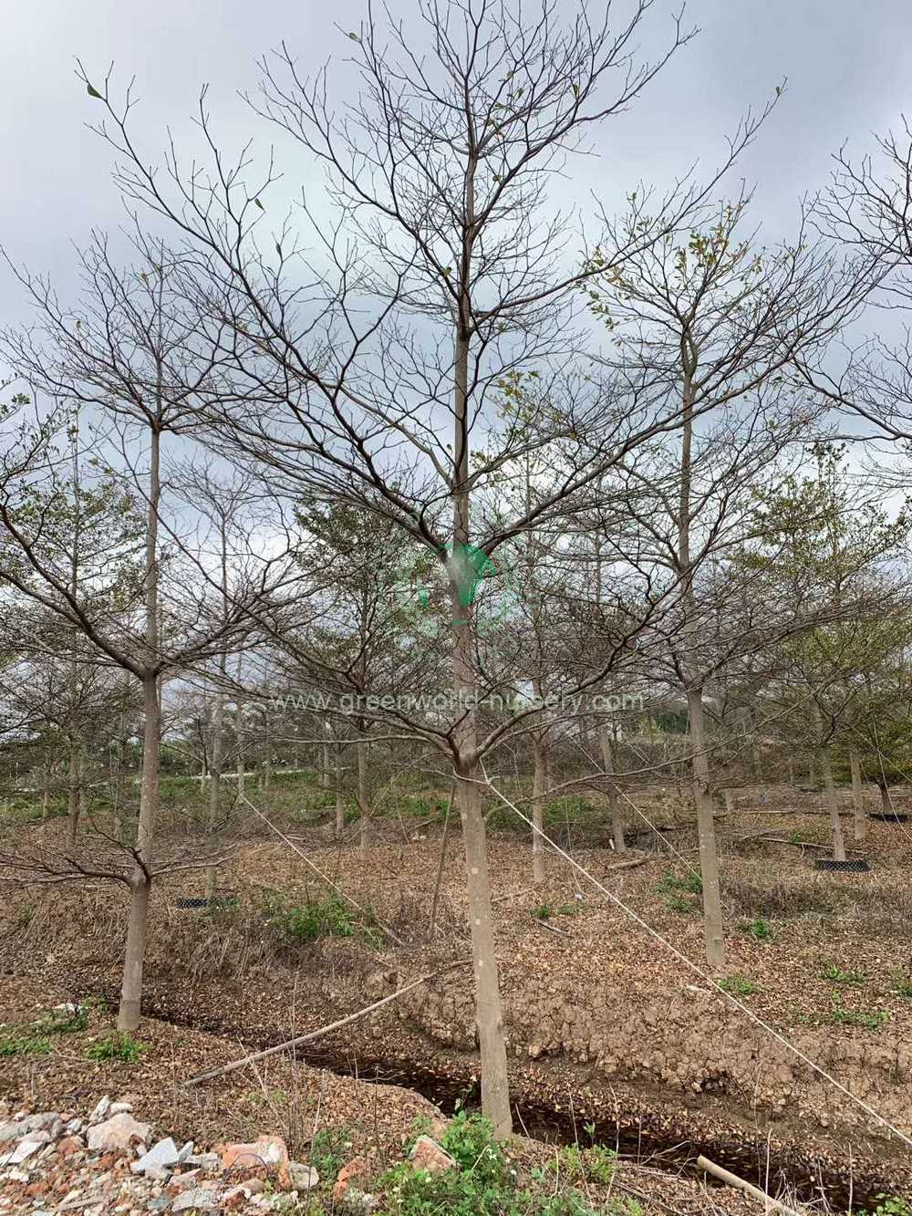 Terminalia Mantaly Terminalia Mantaly