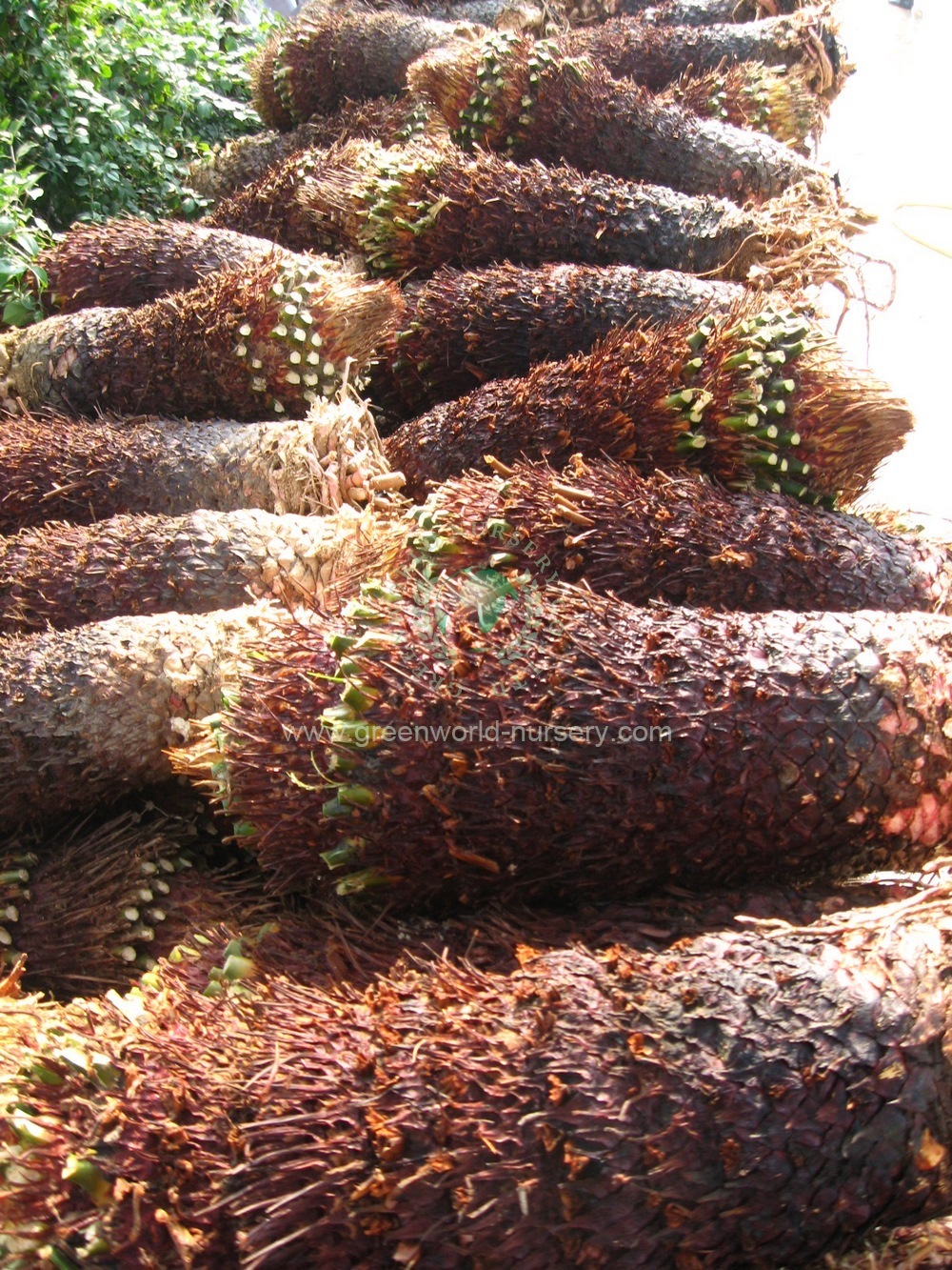 Cycas Revoluta Cycas Revoluta