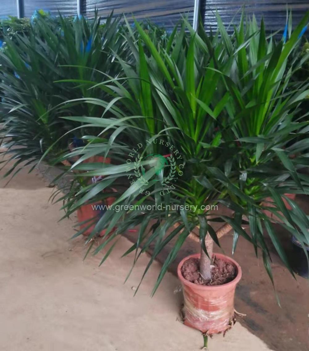 Dracaena Draco Dracaena Draco