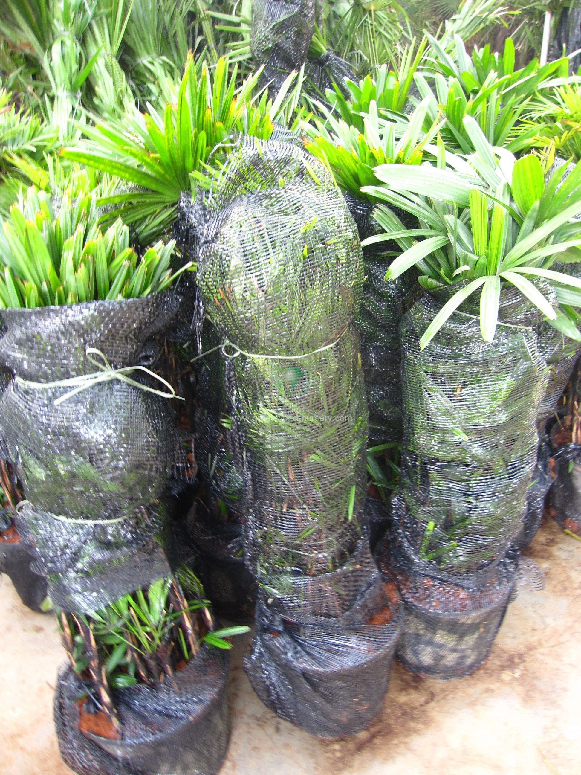 Rhapis Excelsa