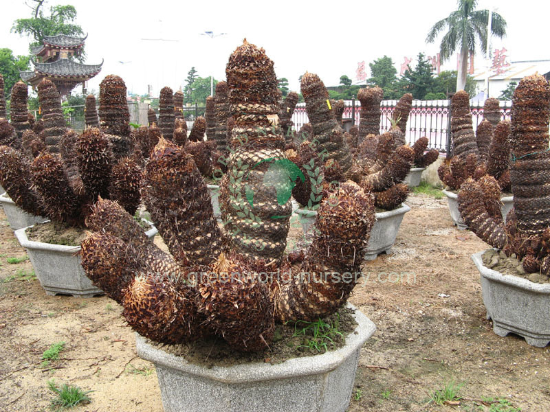 Cycas Revoluta Multi Trunk