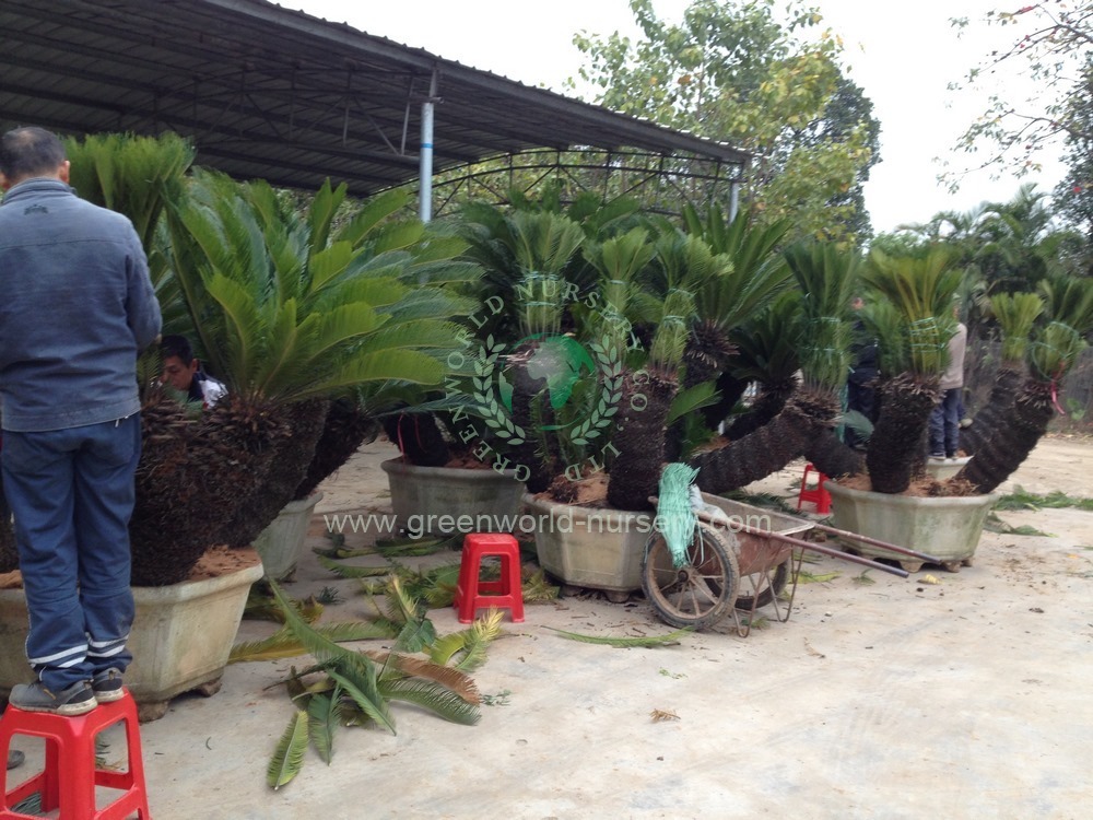 Cycas Revoluta Multi Trunk