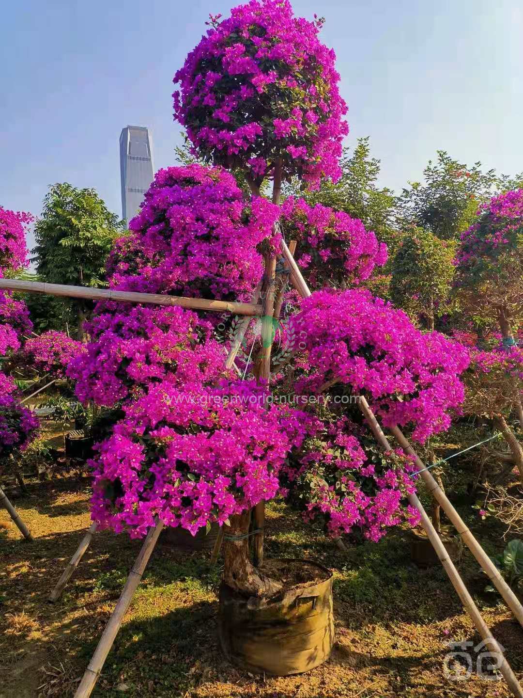 Bougainvillea Spectabilis Bougainvillea Spectabilis
