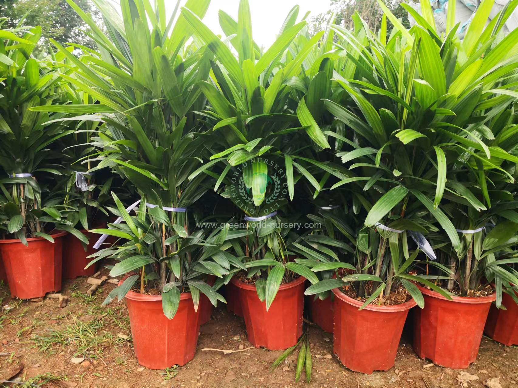 Rhapis Excelsa