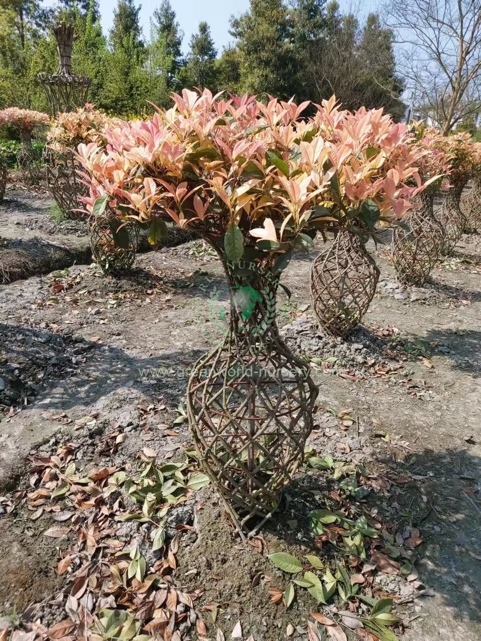 Osmanthus Fragrans