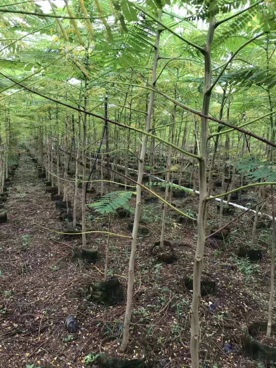 The growth environment of Delonix regia