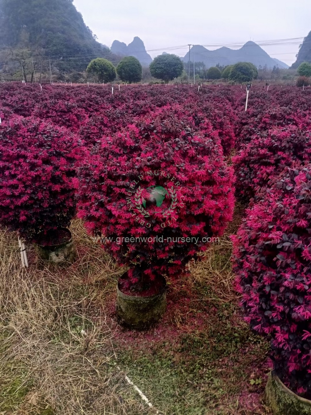 Loropetalum Chinense
