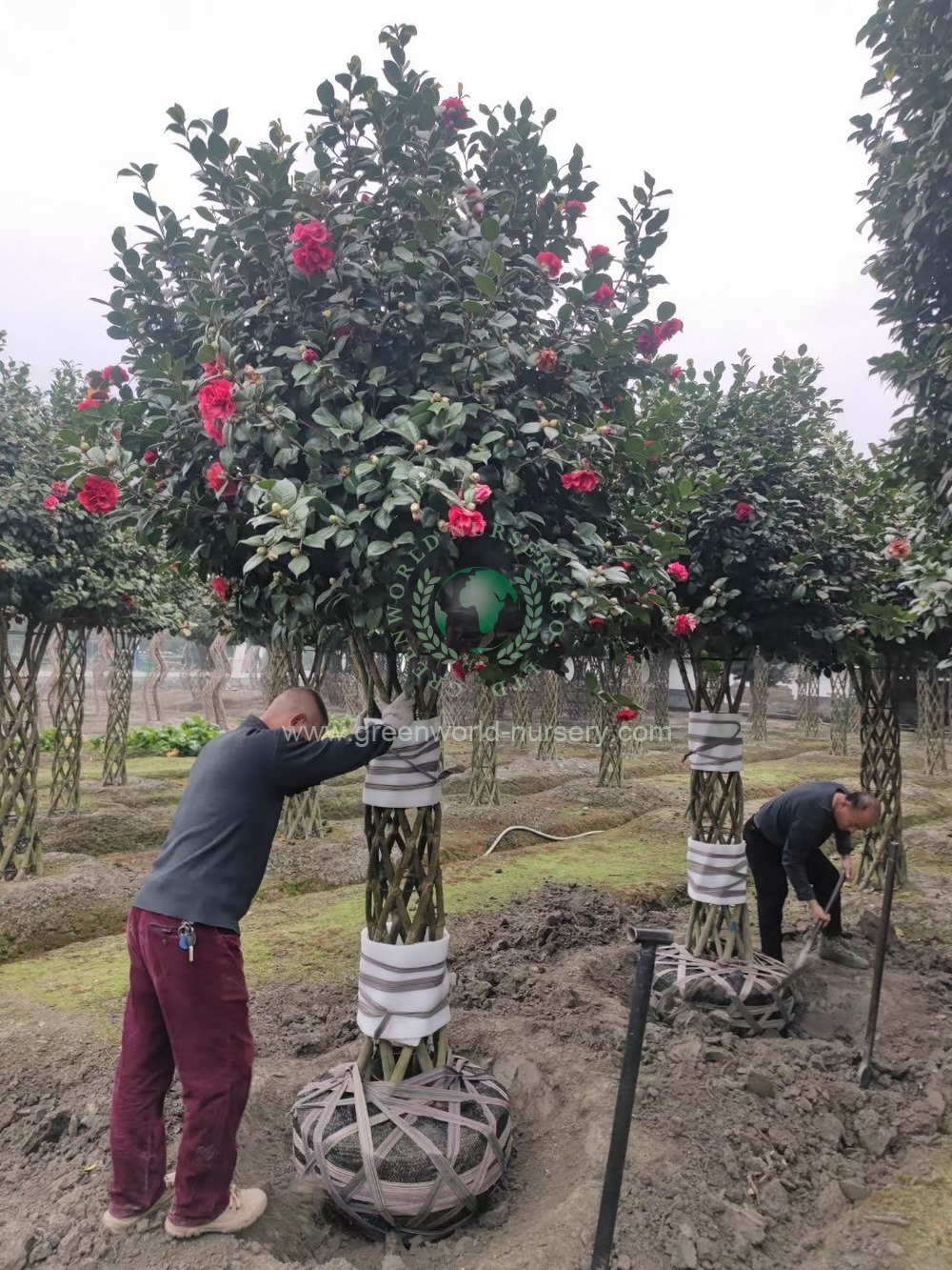 Camellia Japonica Camellia Japonica