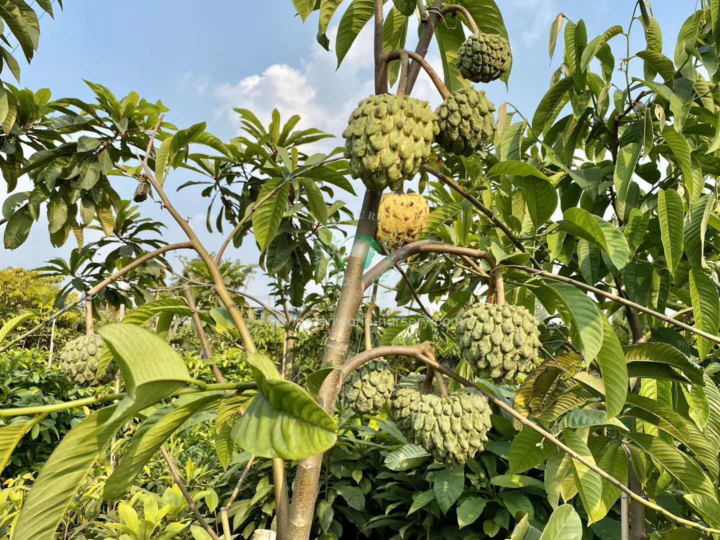 Rollinia Deliciosa Rollinia Deliciosa