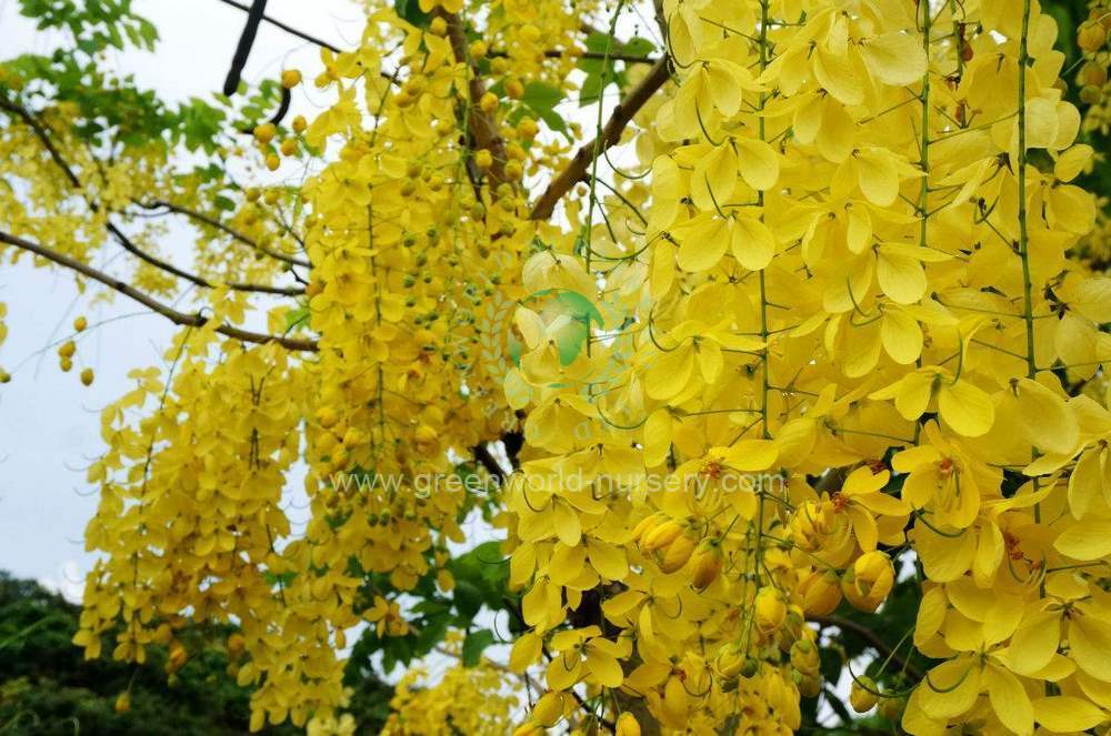 Cassia Fistula Cassia Fistula