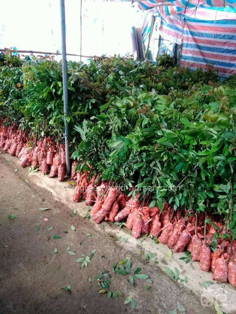 Litchi Chinensis Litchi Chinensis