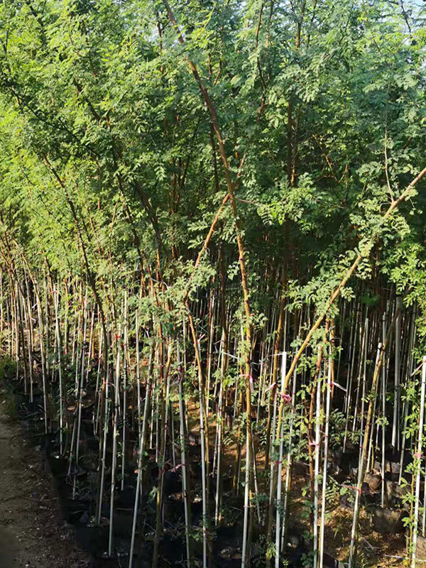 Enhancing Your Garden with Fragrant Acacia Farnesiana: Expert Planting and Care Tips