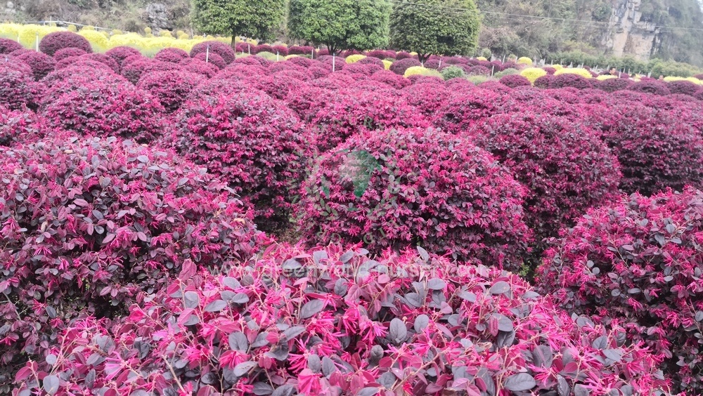 Loropetalum Chinense