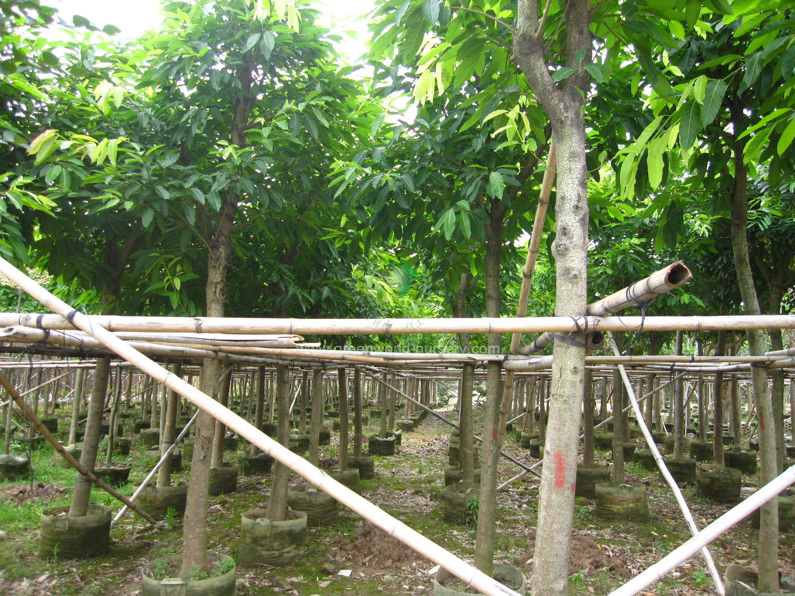 Ficus Infectoria