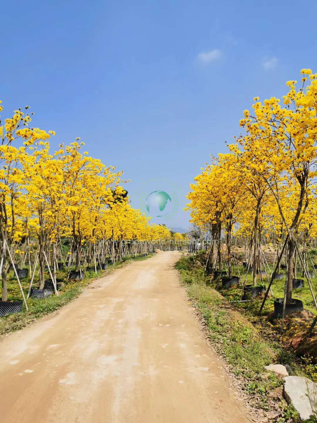 Tabebuia Chrysanthus Tabebuia Chrysanthus
