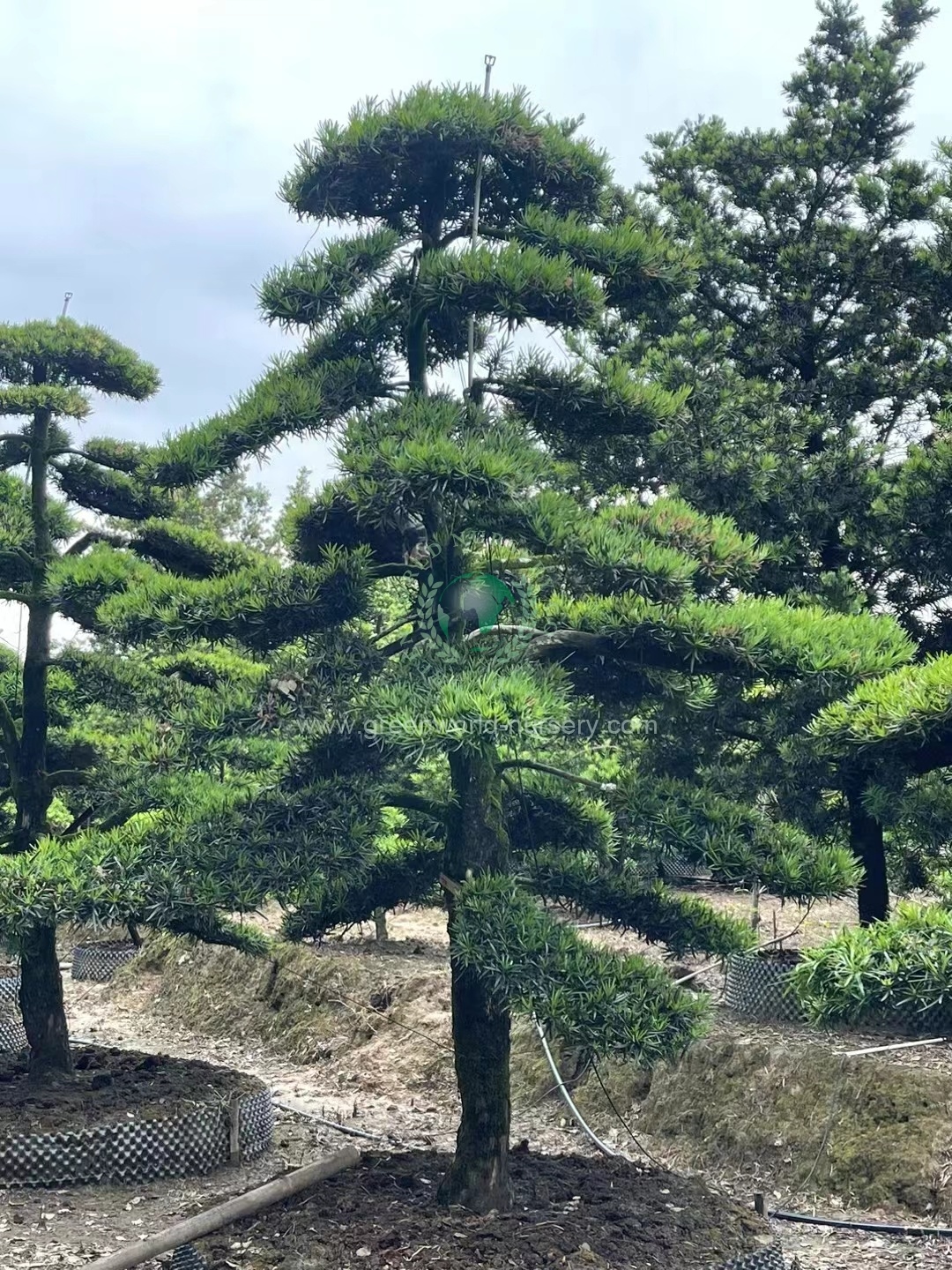 Podocarpus Macrophyllus Podocarpus Macrophyllus