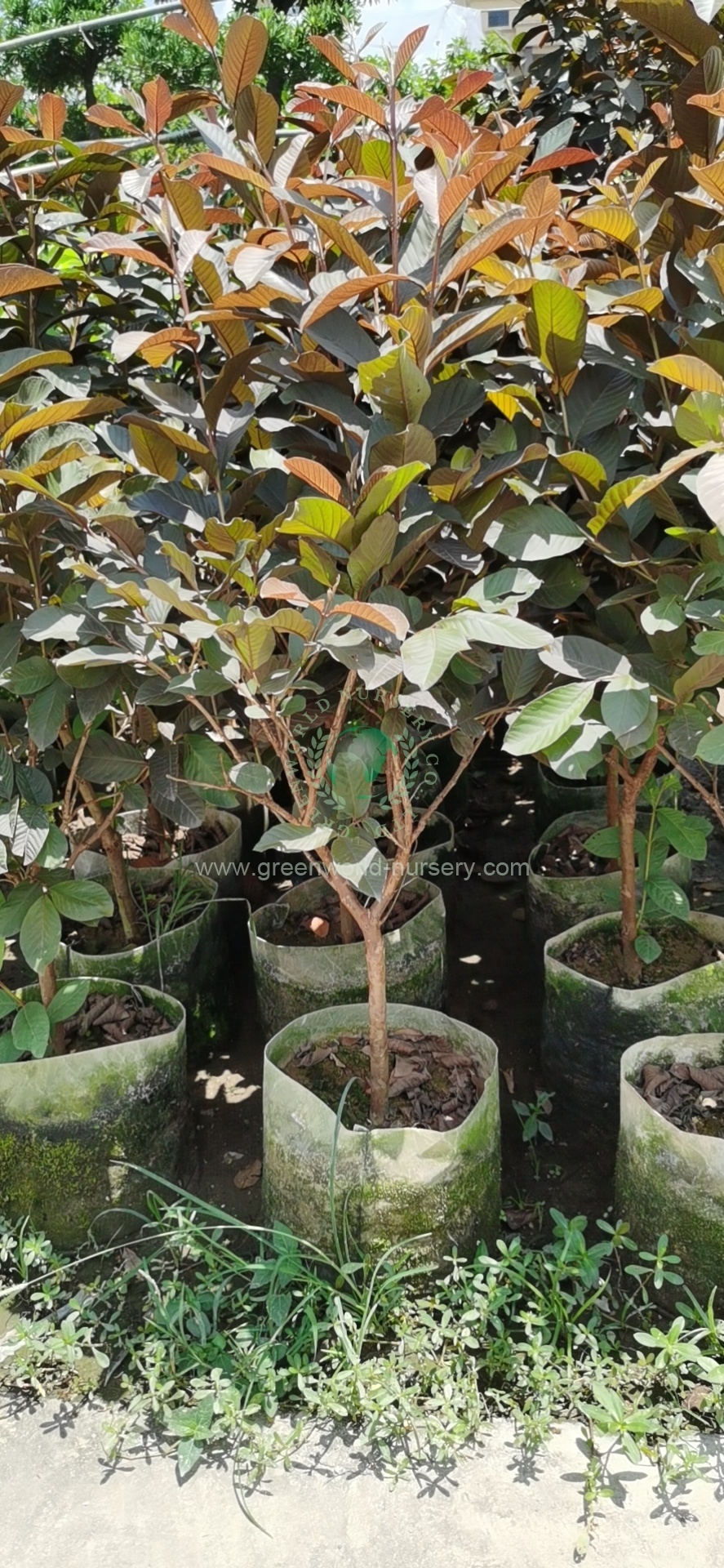Psidium Guajava Psidium Guajava