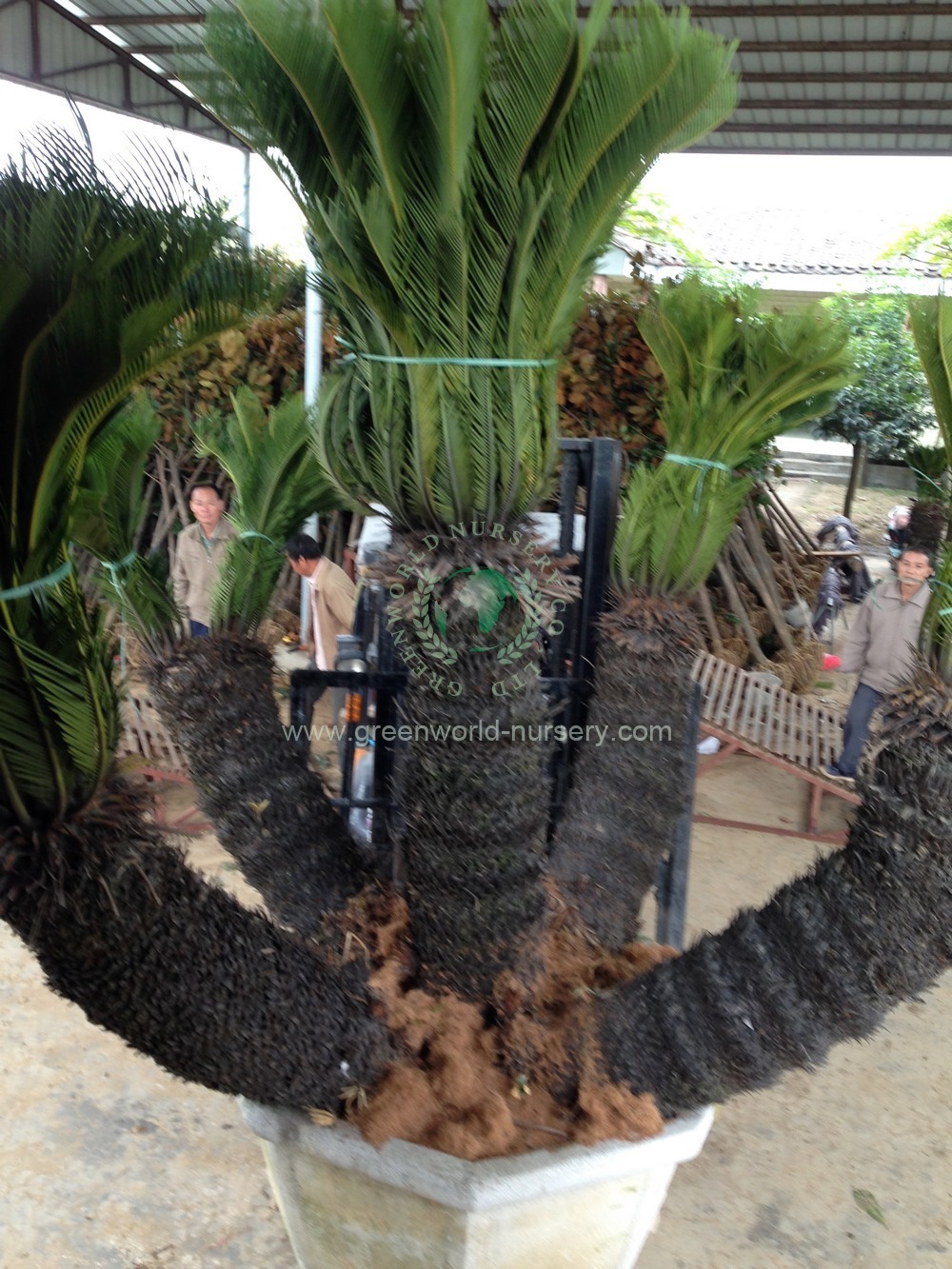 Cycas Revoluta Multi Trunk