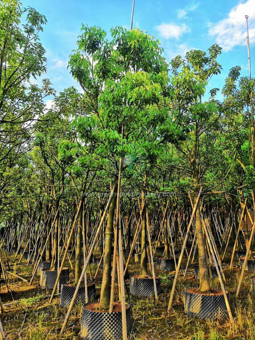 Cinnamonum Camphora