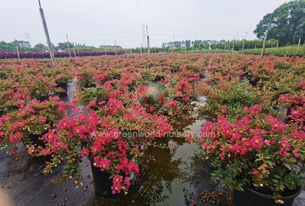 Lagerstroemia Indica Lagerstroemia Indica