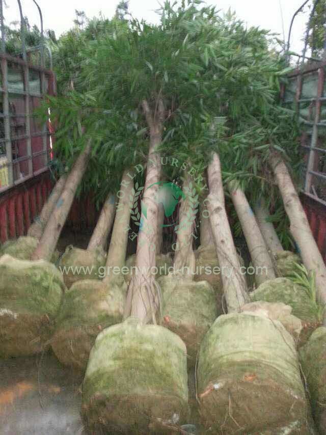 Ficus Binnendijkii Ficus Binnendijkii