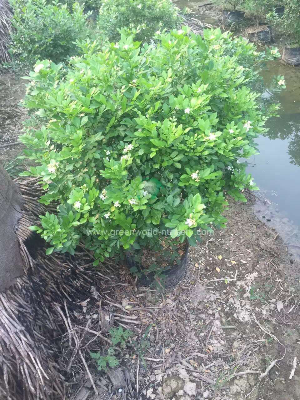 Murraya Paniculata