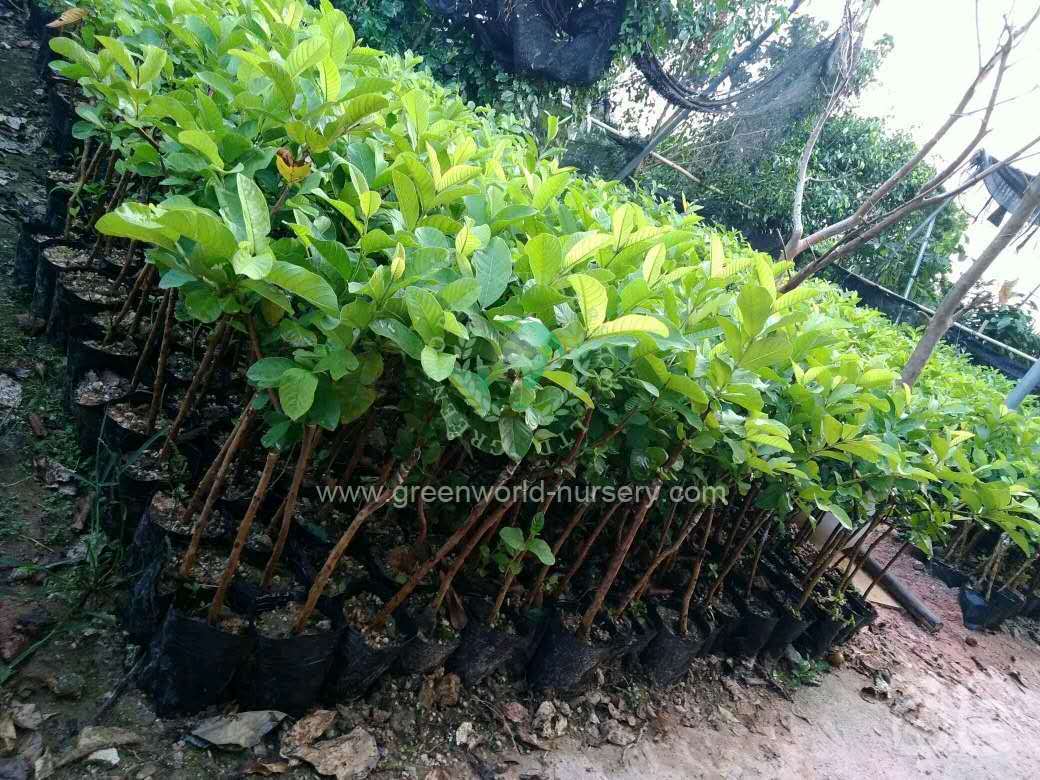 Psidium Guajava Psidium Guajava