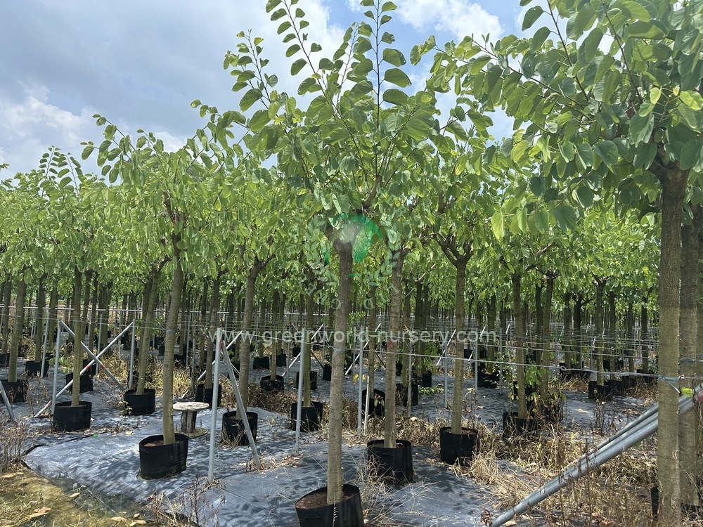 Bauhinia Blakeana