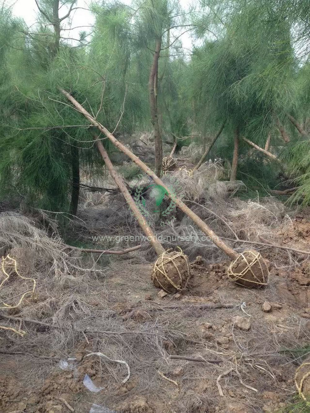 Casuarina Equisetifolia Casuarina Equisetifolia