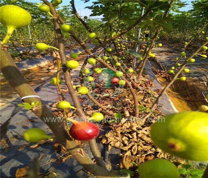 Ficus Carica Ficus Carica