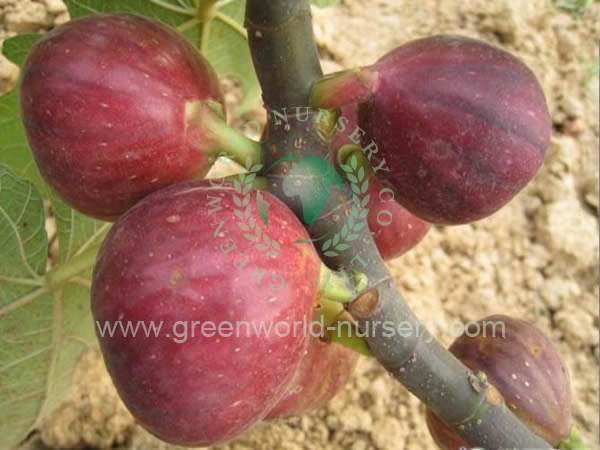 Ficus Carica Ficus Carica
