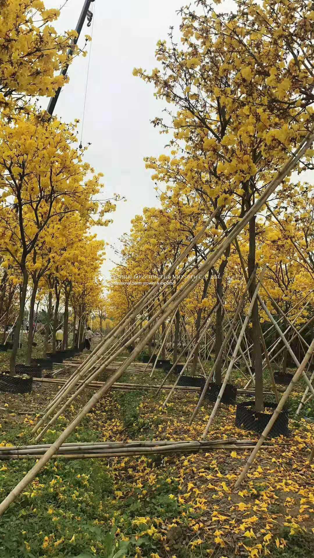 Morphological characteristics of Tabebuia chrysantha products