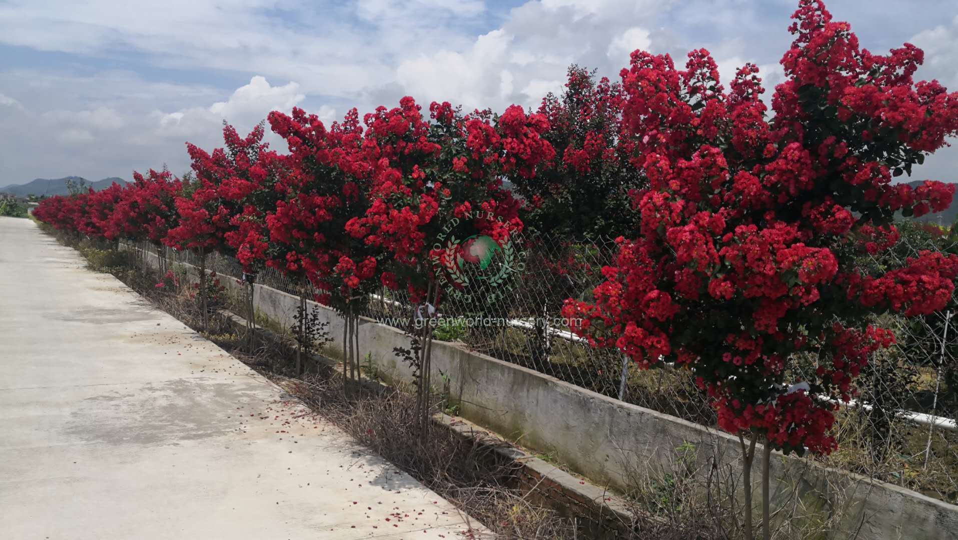Lagerstroemia Indica Lagerstroemia Indica