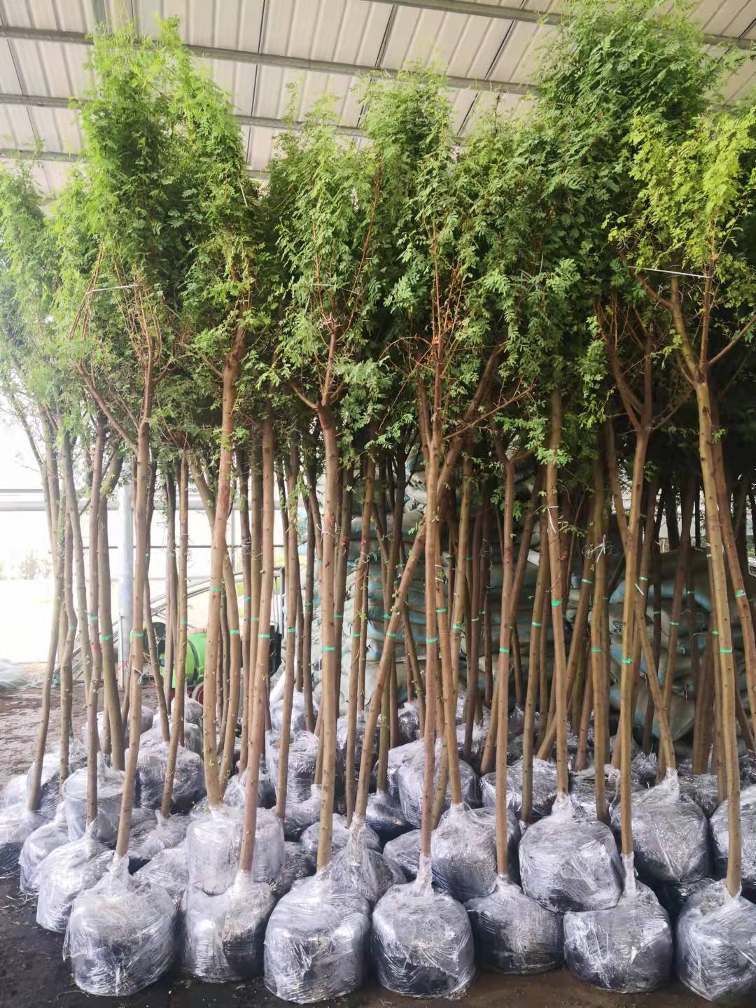 Floral Delights: Embracing the Beauty of Acacia Arabica in Your Green Space