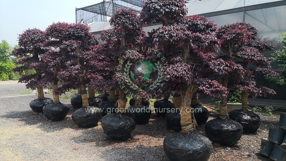 Loropetalum Chinensis